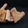 Costillas fósiles del Valle de Kem Kem