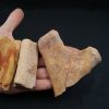 Costillas fósiles del Valle de Kem Kem