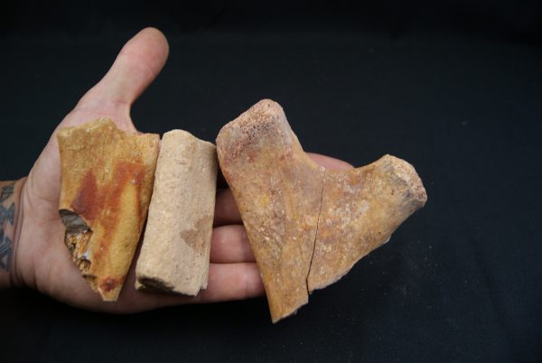 Costillas fósiles del Valle de Kem Kem