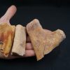 Costillas fósiles del Valle de Kem Kem