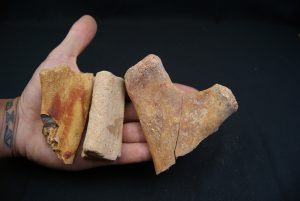 Costillas fósiles del Valle de Kem Kem