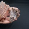 Craneo (celacanto)