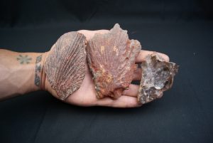 Craneo (celacanto)