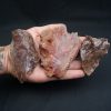 Craneo (celacanto)