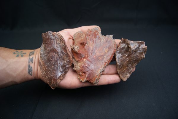 Craneo (celacanto)