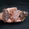 Craneo (celacanto)