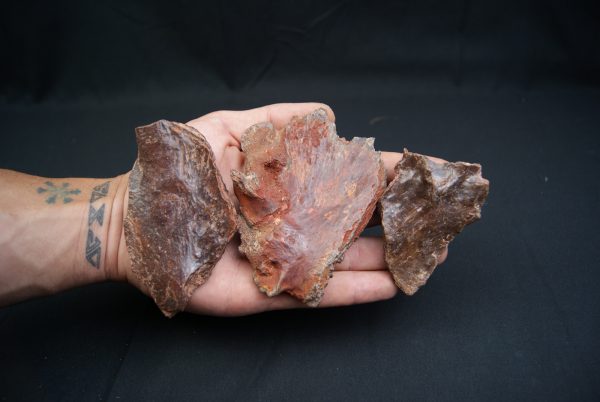 Craneo (celacanto)