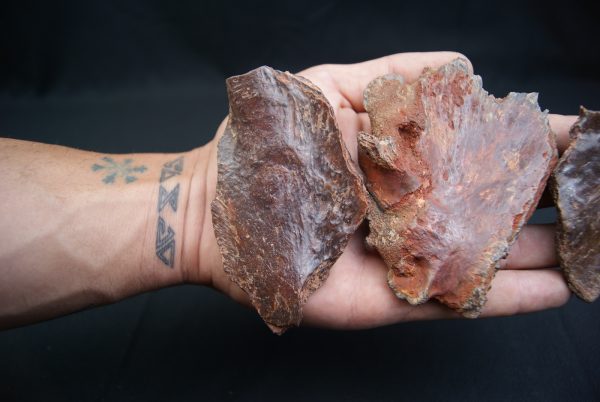 Craneo (celacanto)