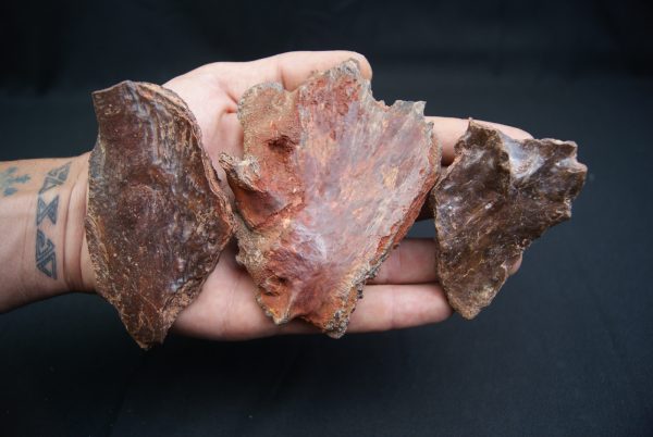 Craneo (celacanto)
