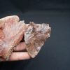 Craneo (celacanto)