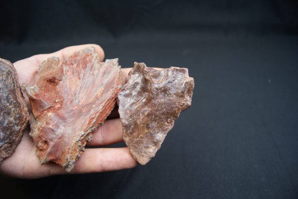 Craneo (celacanto)