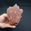 Craneo (celacanto)