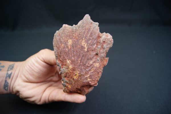Craneo (celacanto)