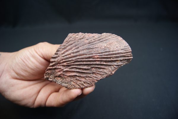Craneo (celacanto)