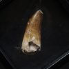 Suchomimus tenerensis