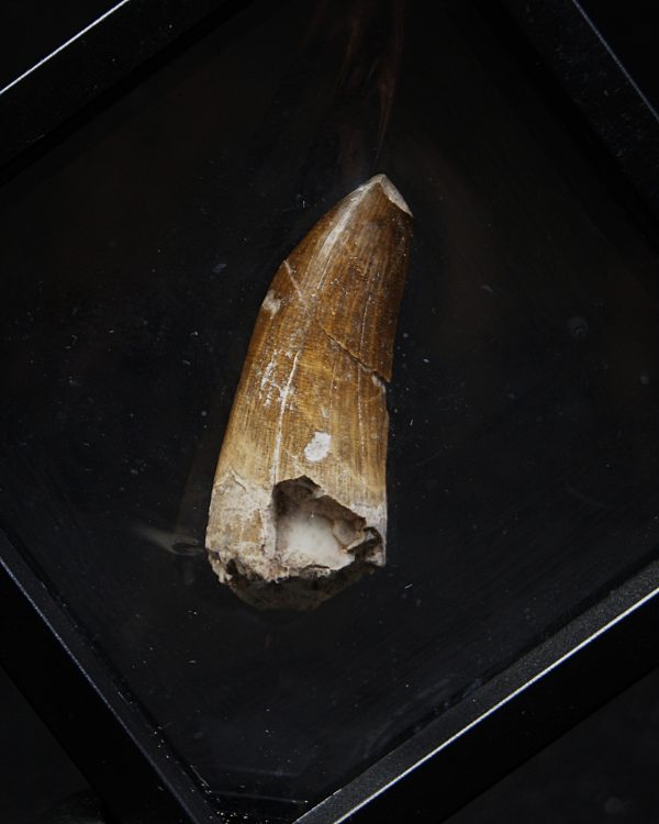 Suchomimus tenerensis