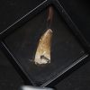 Suchomimus tenerensis