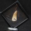 Suchomimus tenerensis