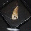 Suchomimus tenerensis