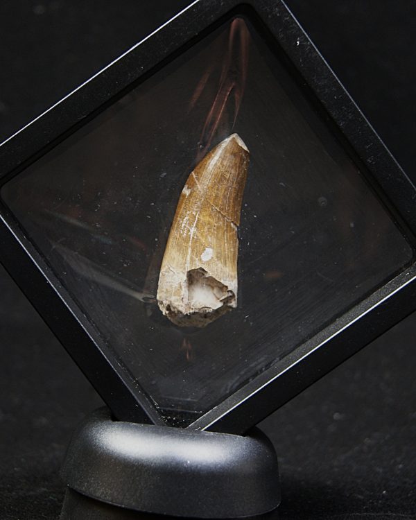 Suchomimus tenerensis