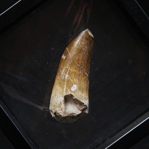 Suchomimus tenerensis