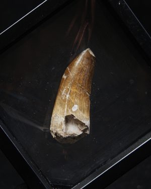 Suchomimus tenerensis
