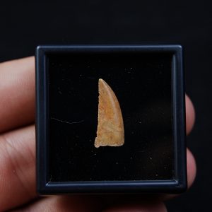 Dromaeosaurio raptor