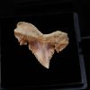 Paleocarcharodon