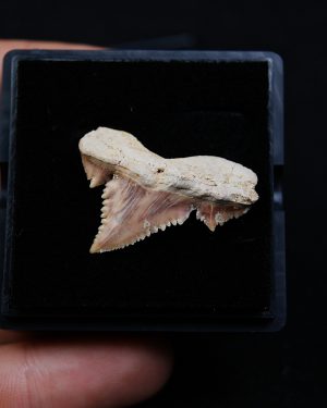 Paleocarcharodon