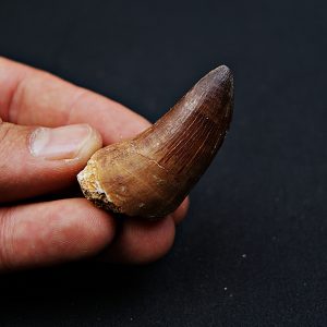 Mosasáurido (Hoffmann)