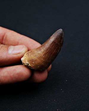Mosasáurido (Hoffmann)