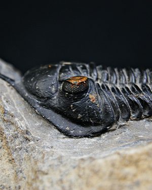 Trilobite Morocconites malladoides