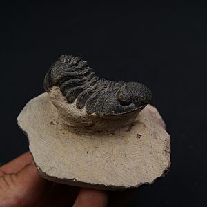 Trilobite Phacops