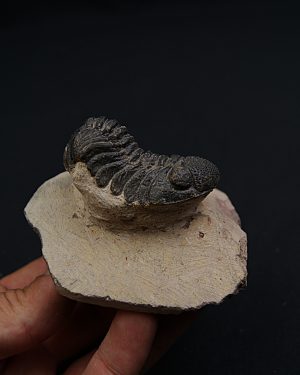 Trilobite Phacops