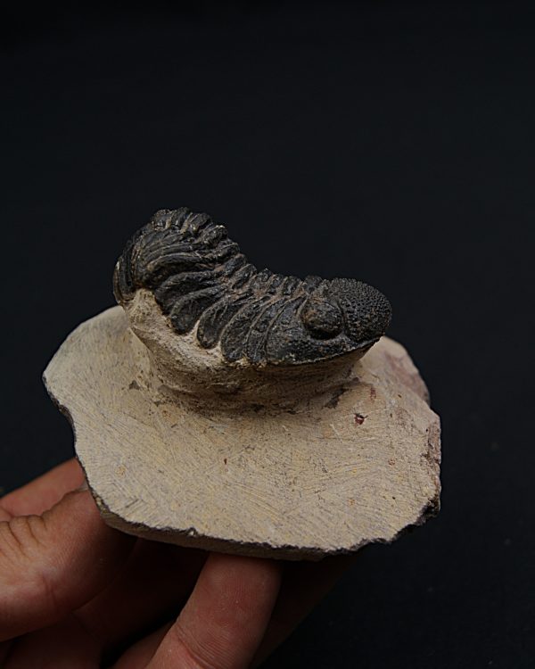Trilobite Phacops