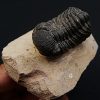 Trilobite Phacops