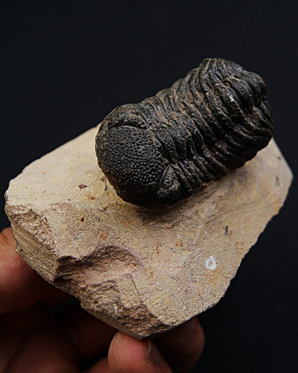 Trilobite Phacops