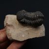 Trilobite Phacops