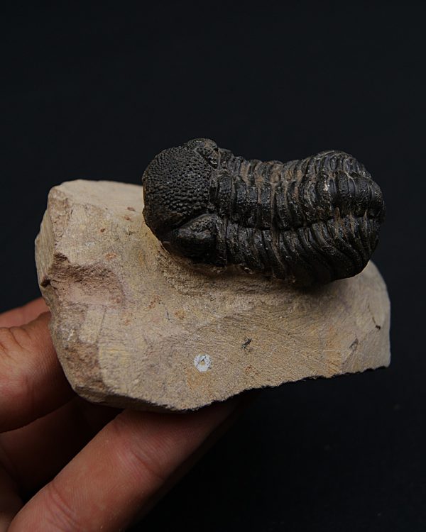 Trilobite Phacops