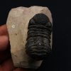 Trilobite Phacops
