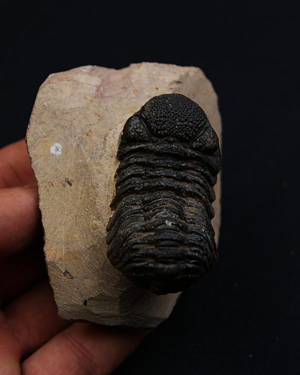 Trilobite Phacops
