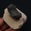 Trilobite Phacops
