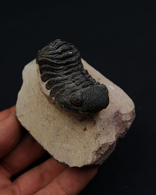 Trilobite Phacops