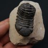Trilobite Phacops