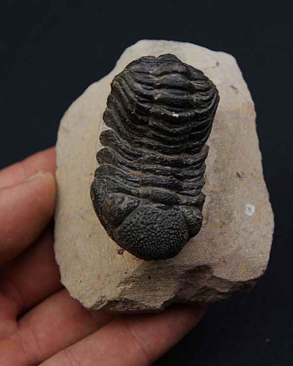 Trilobite Phacops