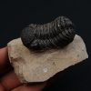 Trilobite Phacops