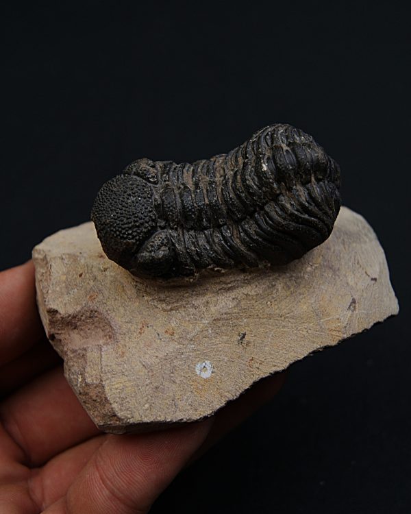 Trilobite Phacops
