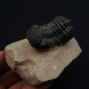 Trilobite Phacops