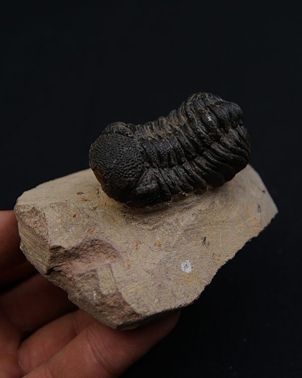 Trilobite Phacops