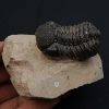 Trilobite Phacops